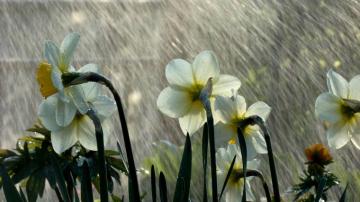 Wallpaper Regen For Your
