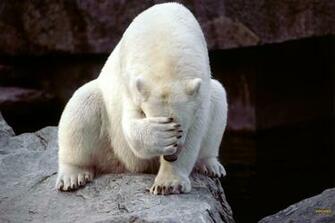 Youwall Polar Bear Wallpaper