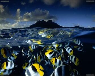 Fish Swimming Ocean Life Deluxe Wallpaper Butterfly