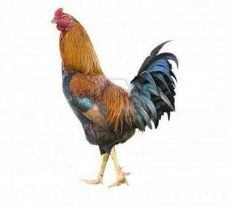 Wallpaper Collections Rooster