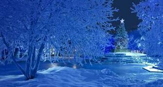 Snowy Christmas Nighttime Of The Tree