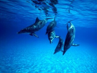 Dolphin Wallpaper Fish Under Water Pictures