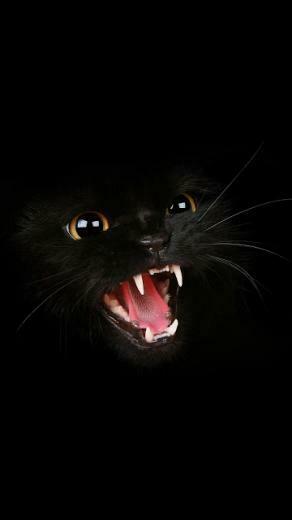 Android Wallpaper Black Cat Roar