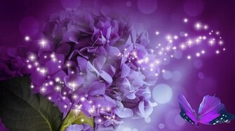Hydrangea HD Wallpaper High Definition Quality