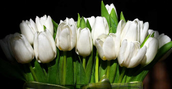 Tulip iPhone Wallpaper