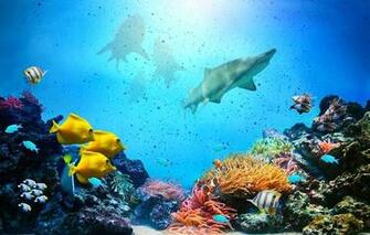 Wallpaper Marine Life Reef Coral Rendering