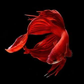 Betta Siamese Fighting Fish Colorful Tropical Wallpaper