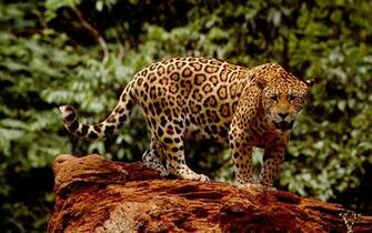 Jaguar Animal Wallpaper