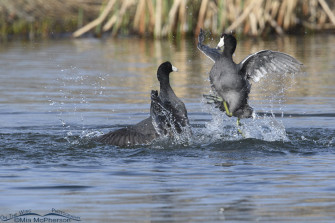 American Coots Fighting Pond Pugilists On The Wing Photography