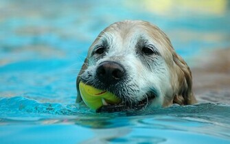 Dog Desktop Wallpaper On Latoro