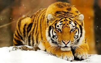Siberian Snow Tiger Wallpaper HD