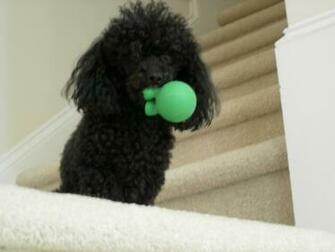Black Poodle Dogs