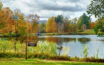 Pond Wallpaper Nature