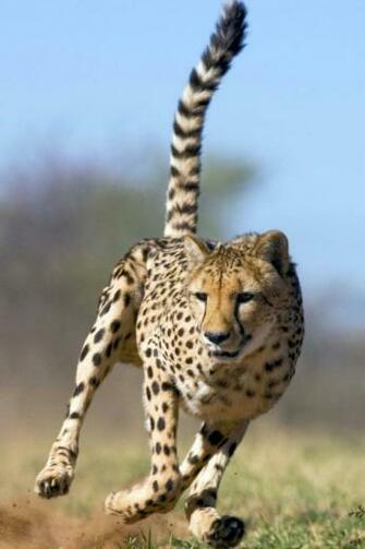 Running Cheetah iPhone Wallpaper And 4s