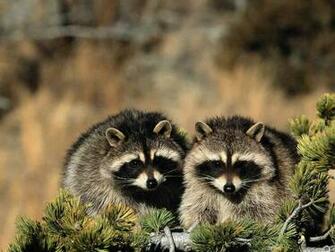 My Life And Times The Arizona Boy An Arkansas Coon Hunters