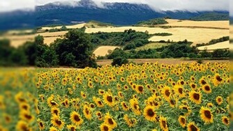 Nature Desktop Wallpaper Summer HD Background