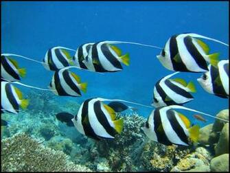 School Of Long Fin Bannerfish Wallpaper Fish