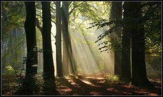 Inspired Meditation Enchanter Forest Your Gift For Humanity By
