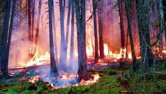 Forest Fire Wallpaper HD