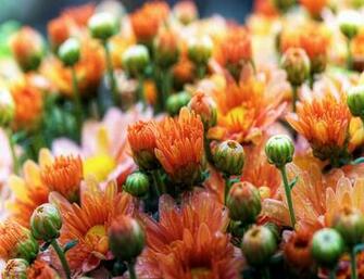 Spring Daisies iPad Mini Wallpaper Photo