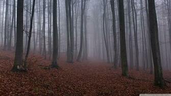 Forest Mist Wallpaper