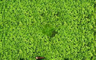 Spring Clover Field Desktop Pc And Mac Wallpaper
