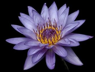 Purple Lily Flower Wallpaper Phone Pink HD White Tiger