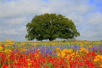 Common Texas Wildflowers English Wildflower Photography