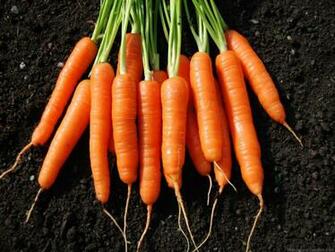 Carrot Wallpaper