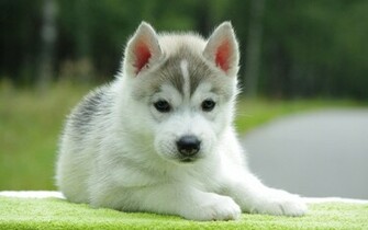 Beautiful Cute White Puppy Wallpaper HD