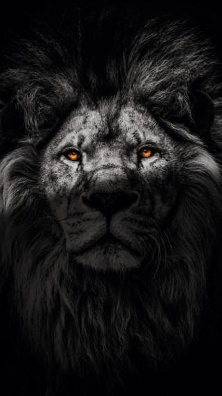 Dark Wallpaper Lock Screen Lion iPhone
