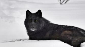 Desktop HD Black Wolf Pictures Wallpaper