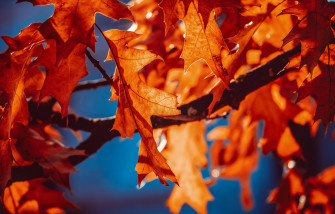 Autumn Leaves Wallpaper 4k Orange Leaf By Cuboner25