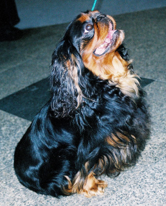 King Charles Spaniel Wallpaper Animal Hq