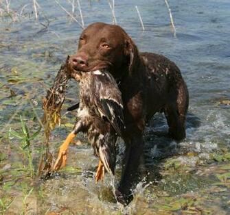 Chesapeake Bay Retriever Image Thecelebritypix