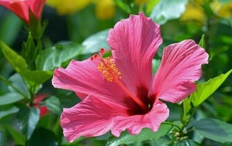 Hibiscus Wallpaper