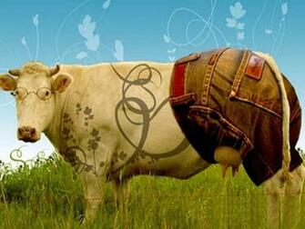 Wallpaper Dairy Cattle Breeds X Kb Jpeg HD