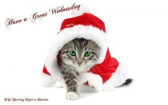 Have A Great Wednesday With Image Christmas Kitten