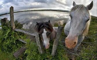 Wallpaper Horses Pen Enclosure Fence Animals