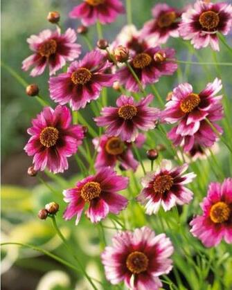 Very Nice Wonderfull Flower Image Photos