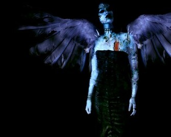 Philopannyx Angel Wings Pictures And Image Black Wing Collection
