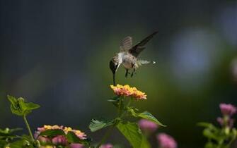 Macro Bird Hummingbird Flowers Sunny Wallpaper Photos Pictures