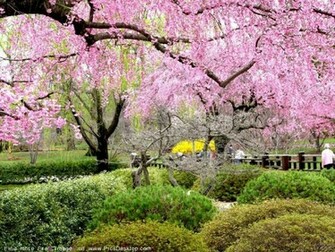 Springtime Background Desktop