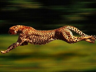 Qq Wallpaper Cheetah Running