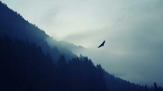 Forest Wallpaper Nature Mountains Fog Eagle Landscape