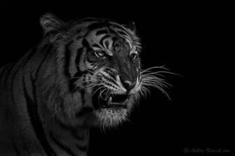Angry Tiger Animals Wallpaper Desktop Background And