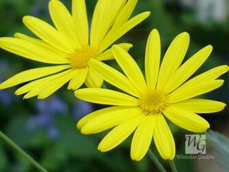 Yellow Daisy HD Wallpaper In Flowers Imageci