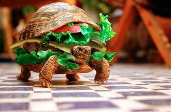 Turtle Burger Wallpaper Top HD Desktop Background