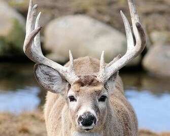 White Tailed Deer Desktop Wallpaper Pixels Andyslens
