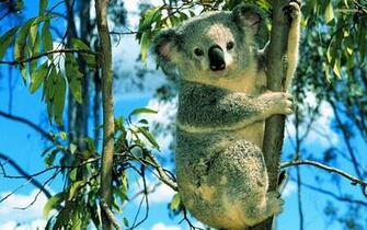 Koala Wallpaper